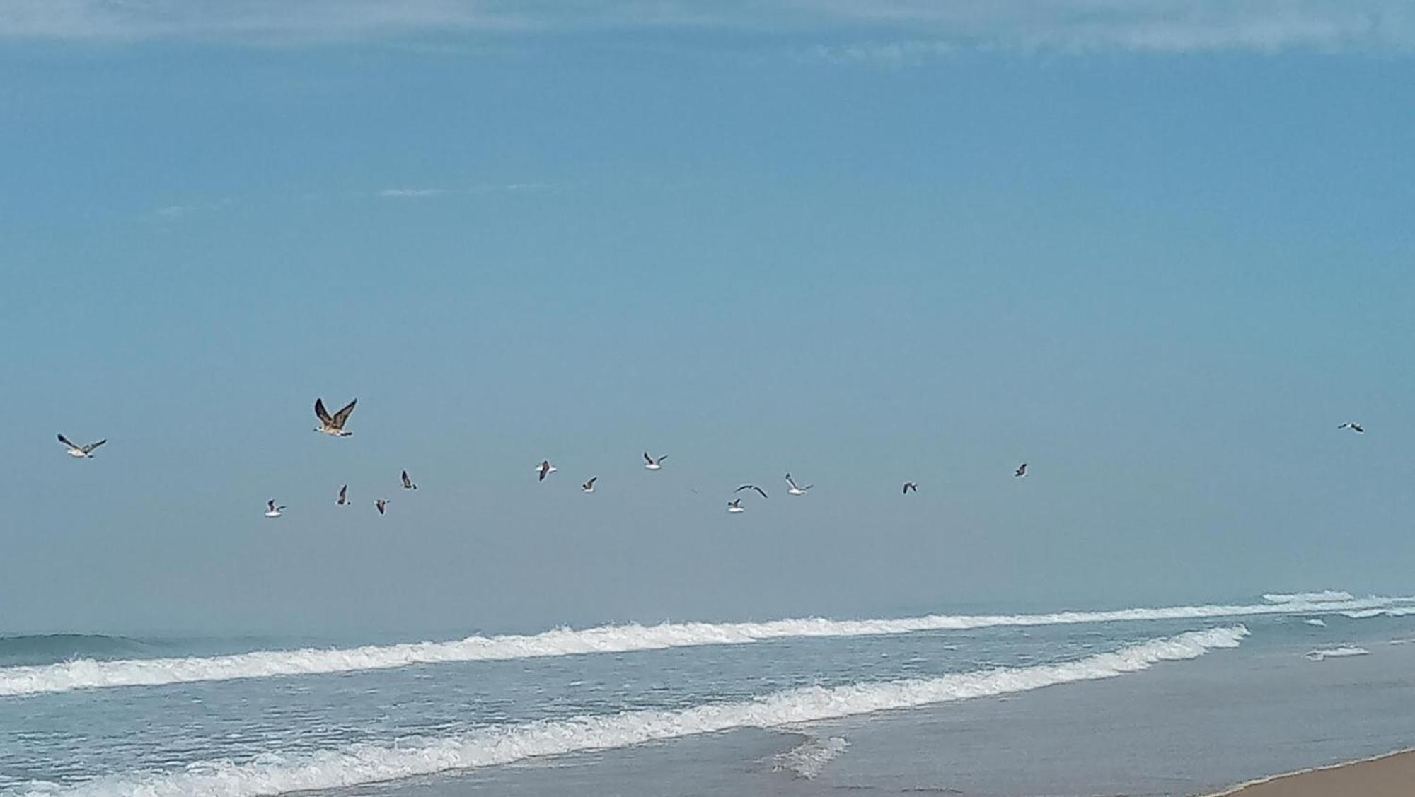 Casa Do Brejao Campo E Praia Odemira Eksteriør bilde